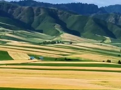 ရွှေအိုရောင် ဂျုံခင်းတစ်ဝက်နှင့် စိမ်းလန်းသော ပဲခင်းတစ်ဝက်-လယ်ယာမြေပေါ်က သဘာဝ၏ အပြောင်မြောက်ဆုံးလက်ရာ