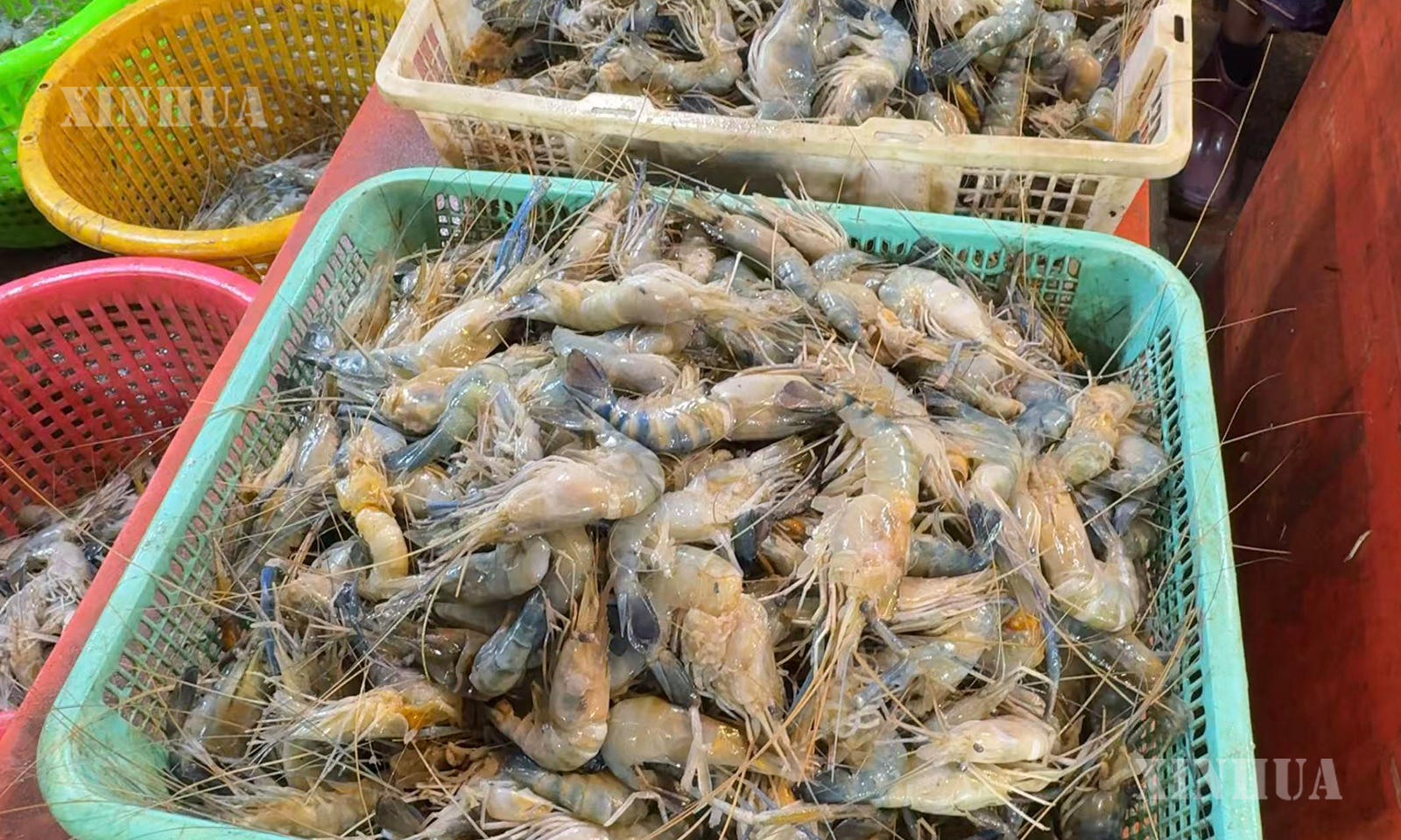 မြန်မာနိုင်ငံ လှိုင်မြို့နယ်ရှိ ရွှေပိတောက်ငါးဈေးတွင် ရေထွက်ကုန်ပစ္စည်းများအား အမျိုးအစားခွဲပြင်ဆင်နေပုံကို ၂၀၂၆ ခုနှစ် ဇူလိုင် ၈ ရက်က တွေ့ရစဉ် (ဆင်ဟွာ)