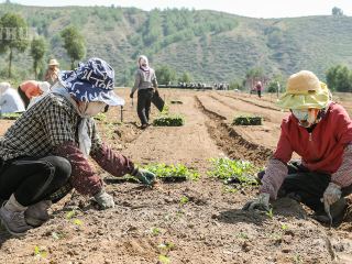 အအေးပိုင်းရာသီဥတု ဟင်းသီးဟင်းရွက်များက ကုန်းမြင့်ကျေးလက်ဒေသ၏ “တက်ကြွသော ထုတ်လုပ်ရေးလုပ်ငန်း” ဖြစ်လာ