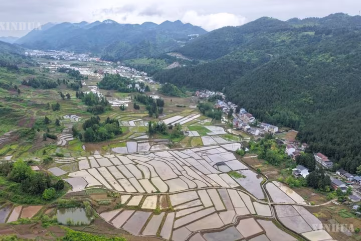 တရုတ်နိုင်ငံ၏ နွေရာသီကောက်ပဲသီးနှံထွက်ရှိမှု တန်ချိန် ၁၅၀ သန်း ကျော်လွန်