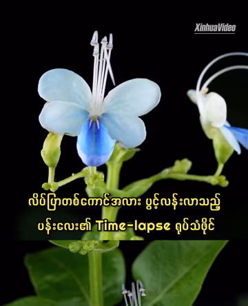 လိပ်ပြာတစ်ကောင်အလား ပွင့်လန်းလာသည့် ပန်းလေး၏ Time-lapse ရုပ်သံဖိုင်