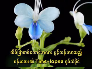 လိပ်ပြာတစ်ကောင်အလား ပွင့်လန်းလာသည့် ပန်းလေး၏ Time-lapse ရုပ်သံဖိုင်