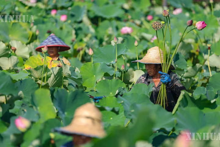 ချုံချင့်မြို့ တာ့ကျူခရိုင်တွင် ကြာပန်းလုပ်ငန်း ဖွံ့ဖြိုးတိုးတက်စေကာ “လှပသောစီးပွားရေး” ပျိုးထောင်လျက်ရှိ