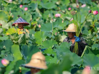 ချုံချင့်မြို့ တာ့ကျူခရိုင်တွင် ကြာပန်းလုပ်ငန်း ဖွံ့ဖြိုးတိုးတက်စေကာ “လှပသောစီးပွားရေး” ပျိုးထောင်လျက်ရှိ