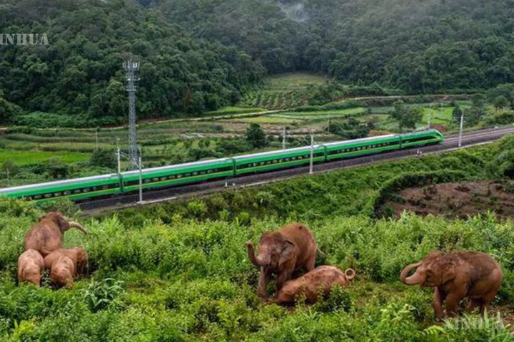 တရုတ်နိုင်ငံ အနောက်တောင်ပိုင်း ယူနန်ပြည်နယ်တွင် တောရိုင်းအာရှဆင်များကို ပိုမိုကောင်းမွန်စွာ စောင့်ရှောက်လျက်ရှိ