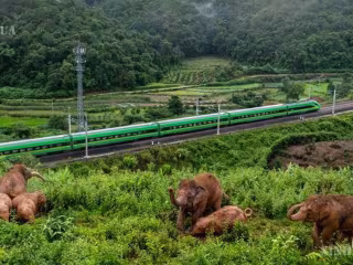 တရုတ်နိုင်ငံ အနောက်တောင်ပိုင်း ယူနန်ပြည်နယ်တွင် တောရိုင်းအာရှဆင်များကို ပိုမိုကောင်းမွန်စွာ စောင့်ရှောက်လျက်ရှိ