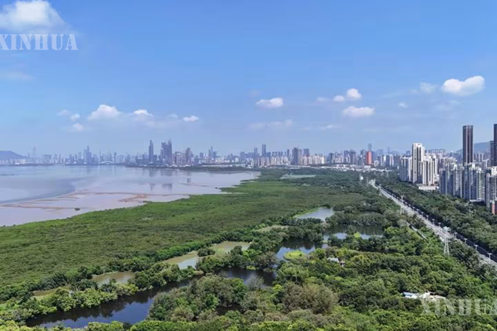 ရှုမငြီးဖွယ် ကျေးငှက်လေးများ၏ တောင်ပံတဖျပ်ဖျပ်ခတ်သံက အာရှ-ပစိဖိတ် အသိုက်အဝန်းကို မည်သို့ပေါင်းစည်းပေးသနည်း