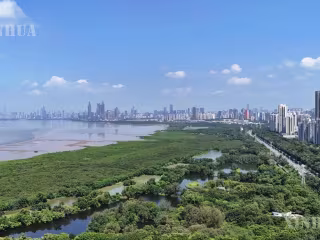 ရှုမငြီးဖွယ် ကျေးငှက်လေးများ၏ တောင်ပံတဖျပ်ဖျပ်ခတ်သံက အာရှ-ပစိဖိတ် အသိုက်အဝန်းကို မည်သို့ပေါင်းစည်းပေးသနည်း