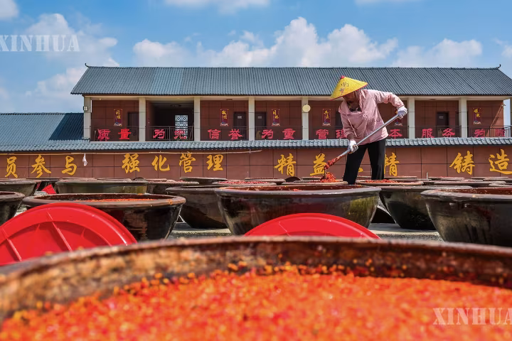 ဟူနန်ပြည်နယ် စွမ်းဖုံးခရိုင်တွင် ငရုတ်သီးအနှစ် အခြောက်လှန်းချိန် ရောက်ရှိလာ