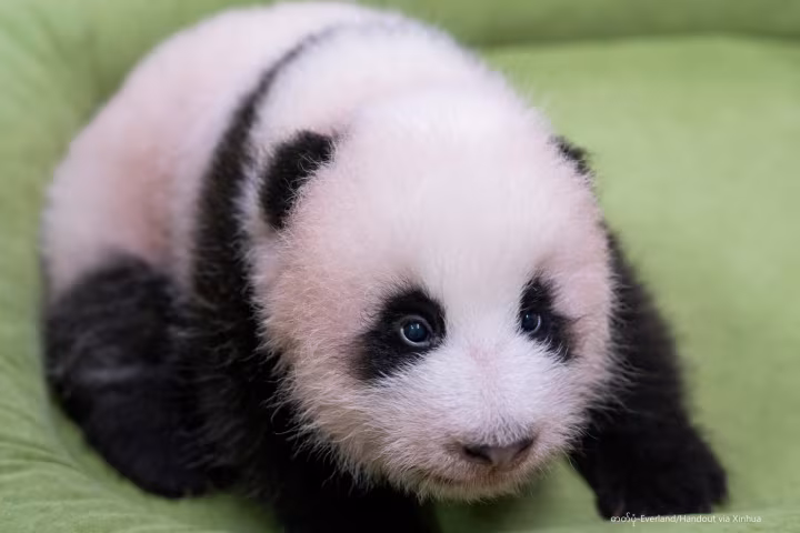 တောင်ကိုရီးယားနိုင်ငံ Everland ဥယျာဉ်က ပန်ဒါဝက်ဝံကလေး၏ လတ်တလော ဓာတ်ပုံများ ထုတ်ပြန်