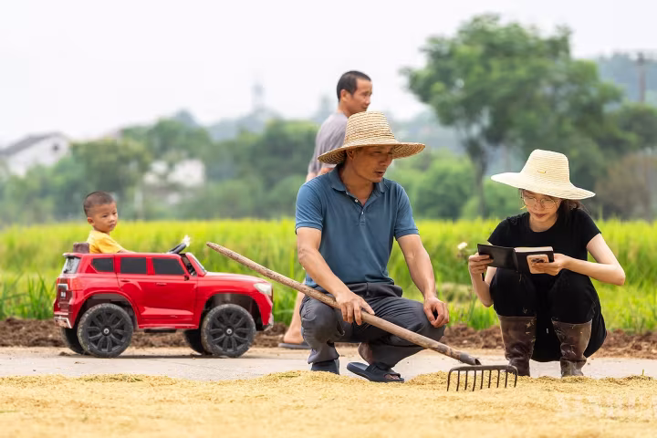 တုန့်ထိန်ရေကန် စပါးခင်းများကြားမှ “၂၀၀၀ ပြည့်လွန်နှစ်ဖွား” စိုက်ပျိုးရေး နည်းပညာရှင်