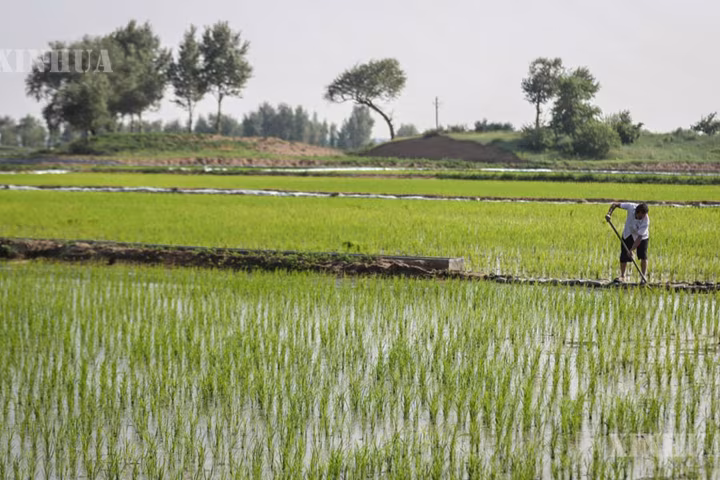 တရုတ်နိုင်ငံတွင် ၂၀၂၆ ခုနှစ် အစောပိုင်းစိုက်စပါးထွက်ရှိမှု တည်ငြိမ်လျက်ရှိ