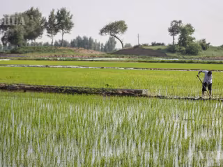 တရုတ်နိုင်ငံတွင် ၂၀၂၆ ခုနှစ် အစောပိုင်းစိုက်စပါးထွက်ရှိမှု တည်ငြိမ်လျက်ရှိ