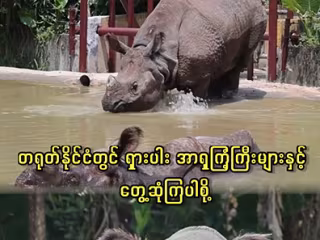 တရုတ်နိုင်ငံတွင် ရှားပါး အာရှကြံ့ကြီးများနှင့် တွေ့ဆုံကြပါစို့