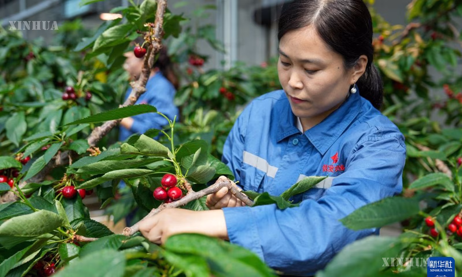 တရုတ်နိုင်ငံ ဆန်းတုန်းပြည်နယ်၊ လျောင်ချိန်မြို့၊ ချီဖိန်ခရိုင်ရှိ ရှင့်ဖား ခေတ်မီစိုက်ပျိုးရေး စက်မှုဥယျာဉ်၏ ချယ်ရီစိုက်ပျိုးရေး ဖန်လုံအိမ်အတွင်း ချယ်ရီပင်များ ပြုစုထိန်းသိမ်းနေသည့် ဝန်ထမ်းတစ်ဦးကို ၂၀၂၆ ခုနှစ် ဩဂုတ် ၂၆ ရက်က တွေ့ရစဉ် (ဆင်ဟွာ)