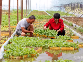 တရုတ်နိုင်ငံ ကျန်းဆူးပြည်နယ် စစ်ဟုန်ခရိုင်ရှိ ရေပေါ် ပျိုးပင် စိုက်ပျိုးခြင်းက ဝင်ငွေတိုးပွားရေးအတွက် အထောက်အကူပြု