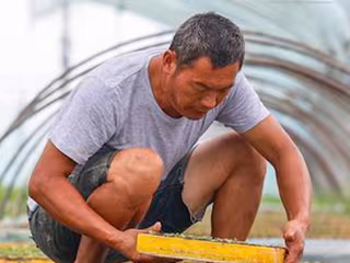 တရုတ်နိုင်ငံ ကျန်းဆူးပြည်နယ် စစ်ဟုန်ခရိုင်၏ ရေပေါ် ပျိုးပင် စိုက်ပျိုးခြင်းက တောင်သူများ ဝင်ငွေတိုးစေ