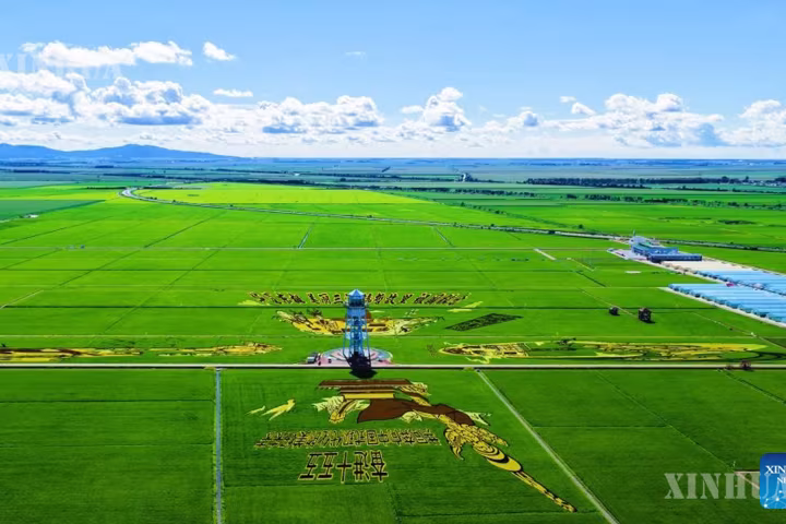 တရုတ်နိုင်ငံ၏ ထိပ်တန်း ကောက်ပဲသီးနှံထုတ်လုပ်သည့်ပြည်နယ်က စပါးခင်းများကို ခရီးသွားနေရာများအဖြစ် အသွင်ပြောင်းလဲပေး