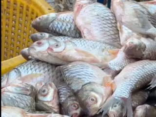 ၂၀၂၆-၂၀၂၇ ဘဏ္ဍာနှစ် ပထမ ၅ လအတွင်း မြန်မာနိုင်ငံက ရေထွက်ကုန် တန်ချိန် ၁၃၀,၄၁၁ ကျော် တင်ပို့