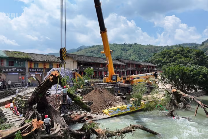 ဖူကျန့်ပြည်နယ် ယွင်ဆွေရောင် ရှုခင်းသာဧရိယာရှိ နှစ် ၆၀၀ ကျော် သက်တမ်းရှိ ရှေးဟောင်းညောင်ပင်ကြီးအား အစွမ်းကုန် ကယ်ဆယ်လျက်ရှိ