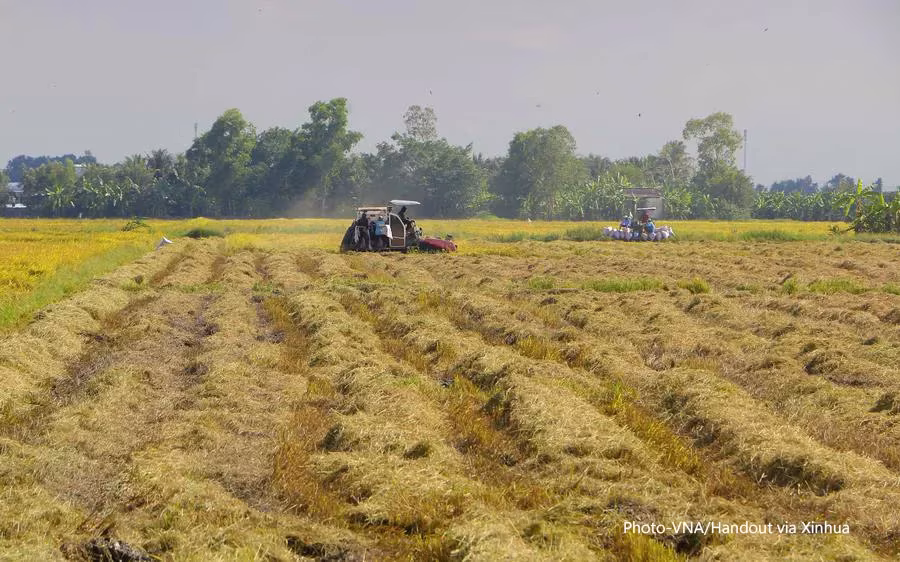 ဗီယက်နမ်နိုင်ငံ မဲခေါင်မြစ်ဝကျွန်းပေါ်ဒေသ Hau Giang ပြည်နယ် Vi Thuy ခရိုင်တွင် စပါးခင်းအတွင်း လယ်သမားများ စပါးရိတ်သိမ်းနေကြသည်ကို ၂၀၂၂ ခုနှစ် မတ် ၂၅ ရက်က တွေ့ရစဉ် (ဓာတ်ပုံ-VNA/Handout via Xinhua)