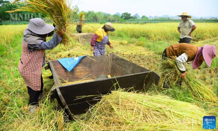 တရုတ်နိုင်ငံတွင် ၂၀၂၆ ခုနှစ်အတွက် ကောက်ပဲသီးနှံအထွက်နှုန်း အလွန်ကောင်းမွန်မည်ဟု ခန့်မှန်းထား