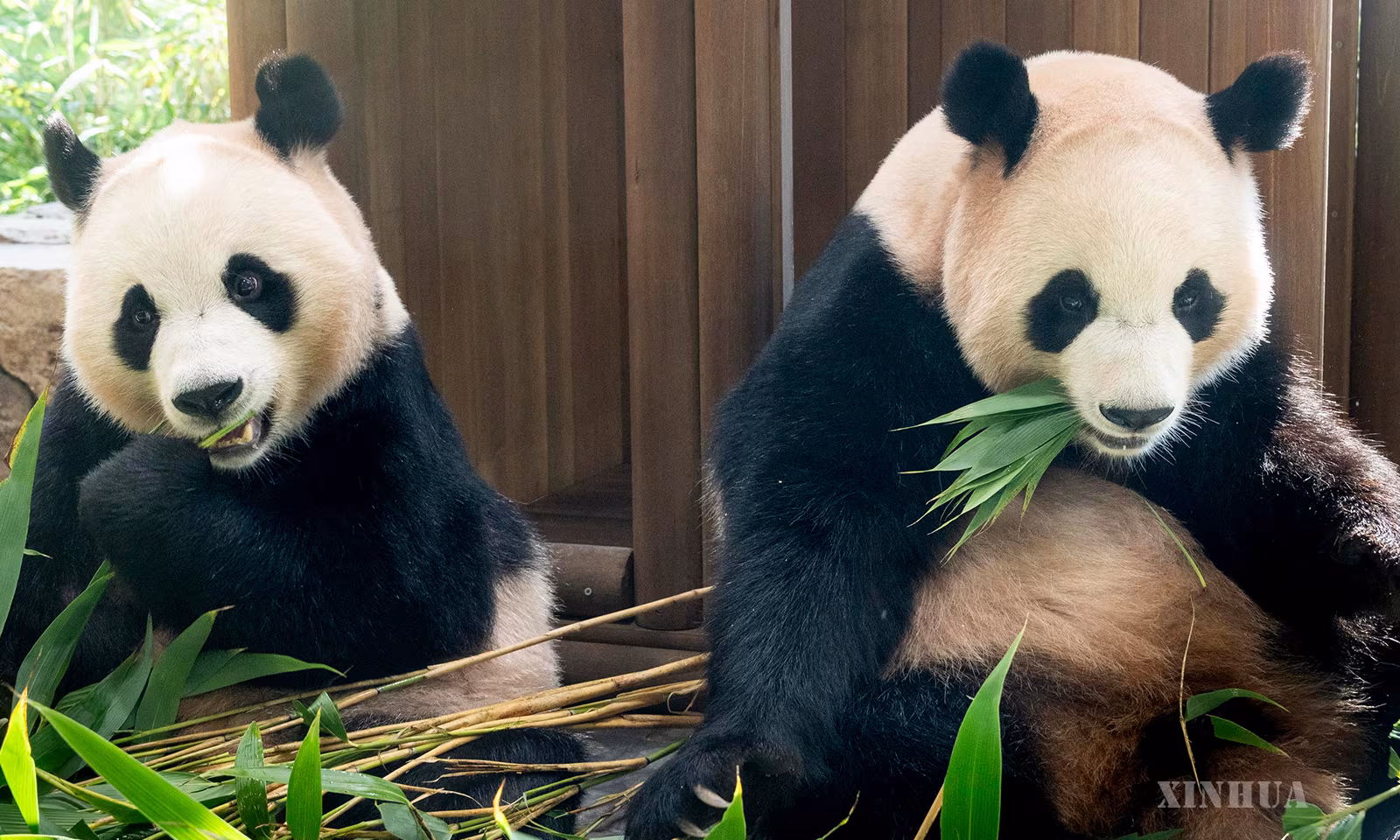 တောင်ကိုရီးယား EverLand ဥယျာဉ်က ၂၀၂၆ ခုနှစ် စက်တင်ဘာ ၃၀ ရက်တွင် ပေးအပ်သည့် ဓာတ်ပုံ၌ “ရွှေ့ပေါင်”နှင့် “ဟွေးပေါင်” ပန်ဒါဝက်ဝံအမြွှာနှစ်ကောင်အား တွေ့ရစဉ် (ဆင်ဟွာ)