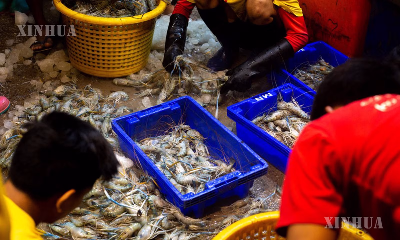 မြန်မာနိုင်ငံ ရန်ကုန်မြို့ရှိ ငါးလက်ကားဈေးတစ်ခုတွင် ရောင်းချမည့် ပုစွန်များ အမျိုးအစားခွဲနေသည့် အလုပ်သမားများကို ၂၀၂၂ ခုနှစ် စက်တင်ဘာ ၁ ရက်က တွေ့ရစဉ် (ဆင်ဟွာ)