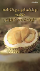 အာဆီယံနိုင်ငံများမှ ဒူးရင်းလုပ်ငန်းများ တရုတ်နိုင်ငံ ကူမင်းမြို့တွင် လာရောက် “ဆုံစည်း”