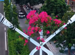 အွန်လိုင်းတွင် ရေပန်းစားနေသော လမ်းမီးတိုင်အတွင်းမှ ရှင်သန်လာသည့် ကြံ့ခိုင်သော စက္ကူပန်းပင်